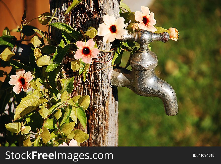 Garden faucet with pink flowers. Garden faucet with pink flowers