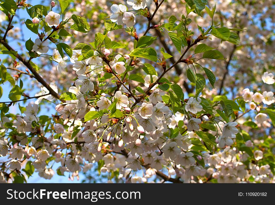 Blooming Sakura Against The Blue Sky