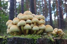 Free Fungus, Mushroom, Edible Mushroom, Oyster Mushroom Stock Photos - 110938253