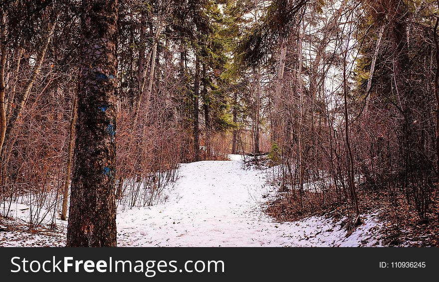 Snow, Winter, Nature, Woodland