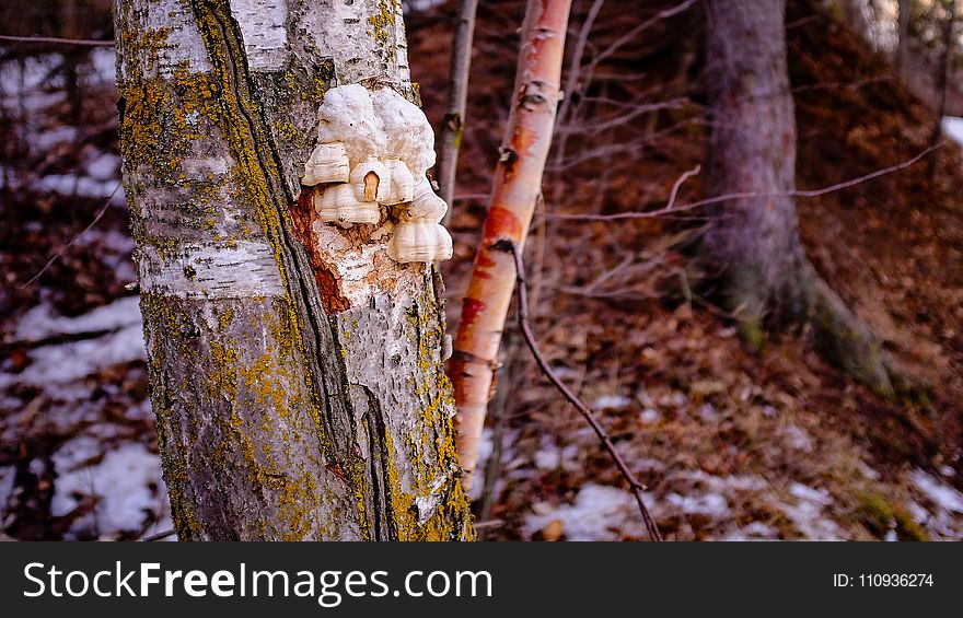 Tree, Woody Plant, Branch, Trunk
