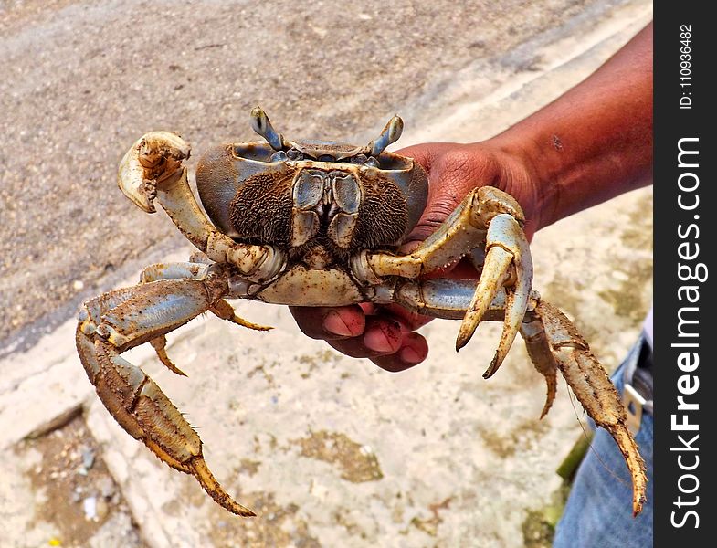 Crab, Freshwater Crab, Decapoda, Dungeness Crab