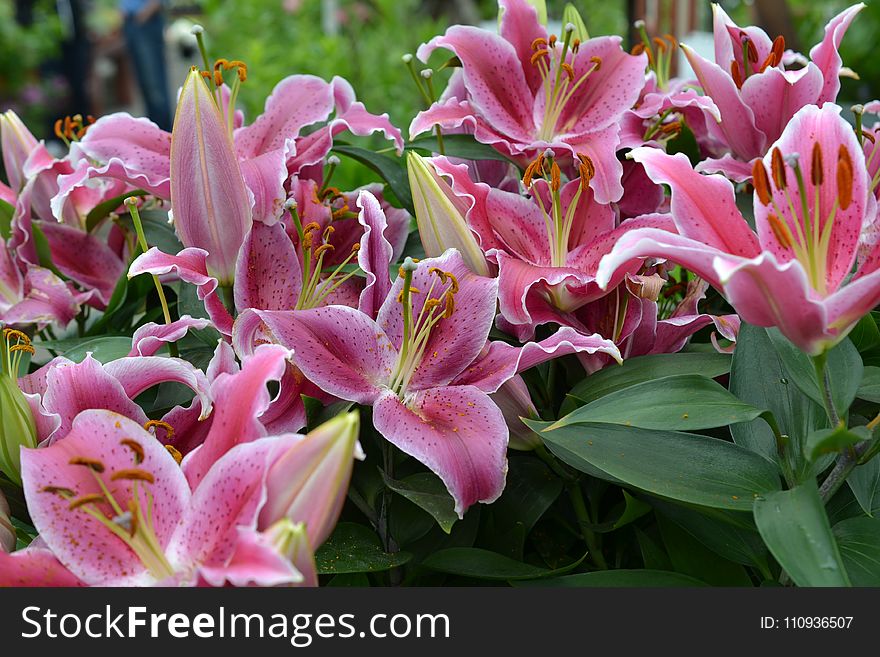 Flower, Plant, Lily, Pink