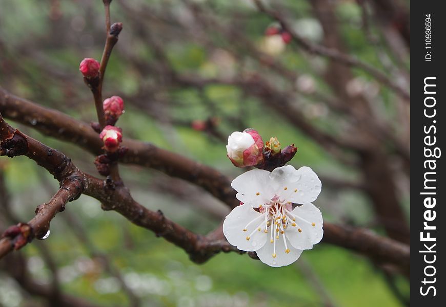 Blossom, Spring, Flora, Branch