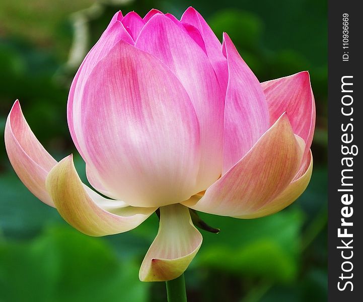 Flower, Lotus, Plant, Sacred Lotus