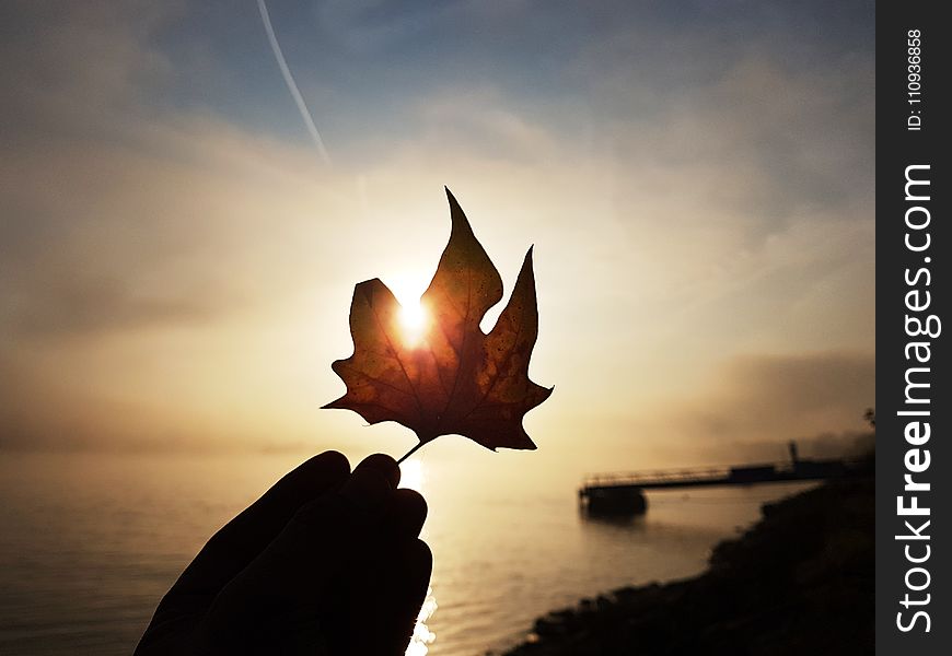 Leaf, Sky, Heat, Sunrise