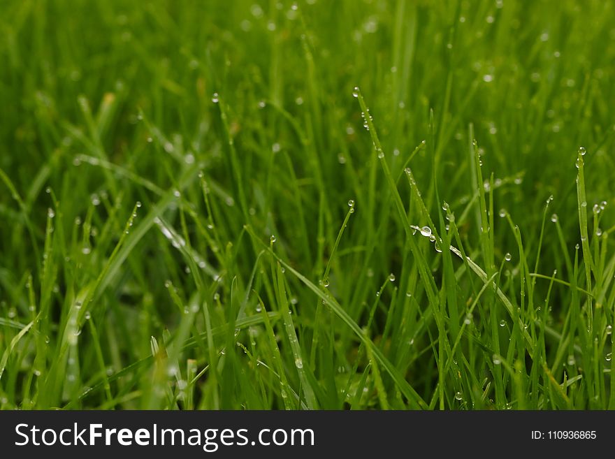 Grass, Field, Grassland, Moisture