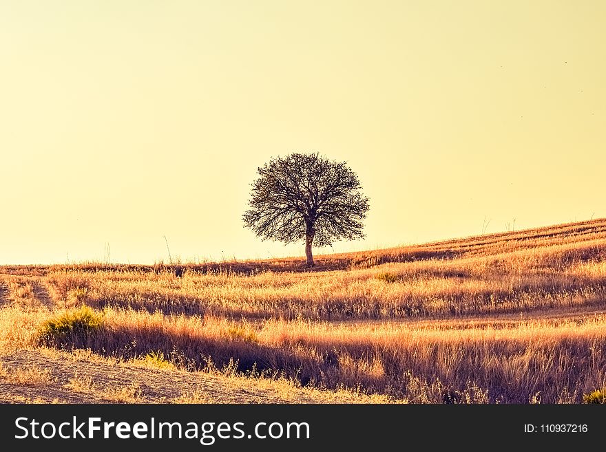 Ecosystem, Sky, Grassland, Field