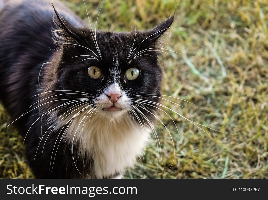 Cat, Whiskers, Fauna, Small To Medium Sized Cats