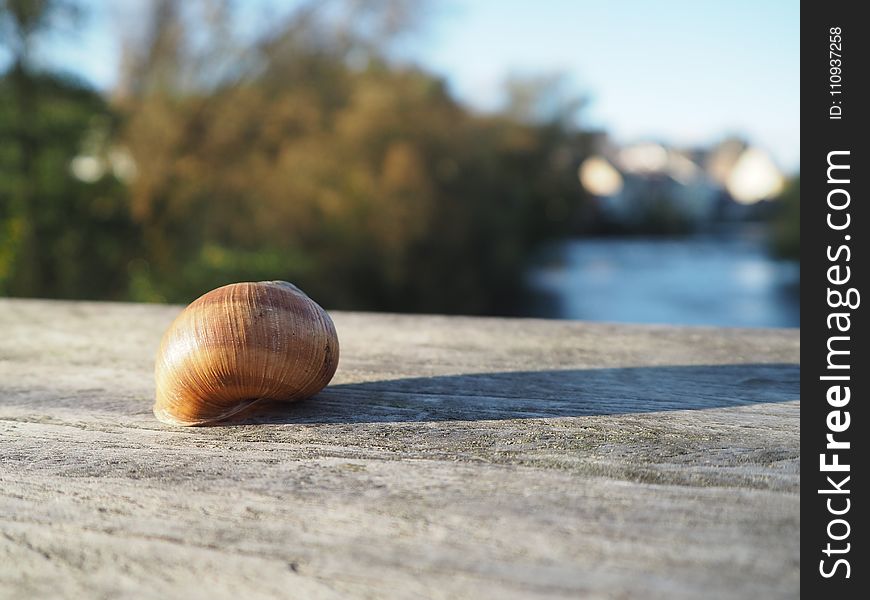 Snail, Close Up, Snails And Slugs, Seashell
