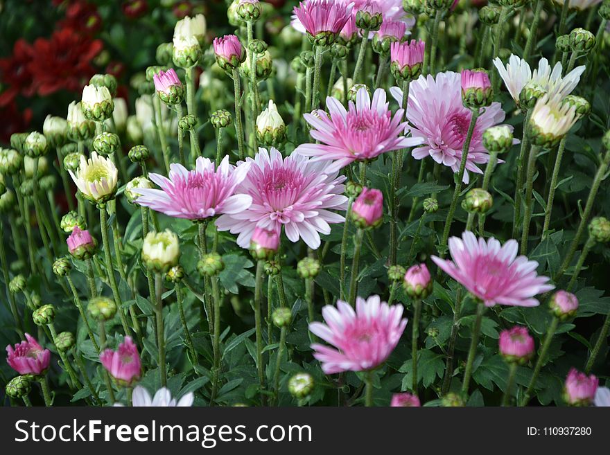 Flower, Plant, Flowering Plant, Marguerite Daisy