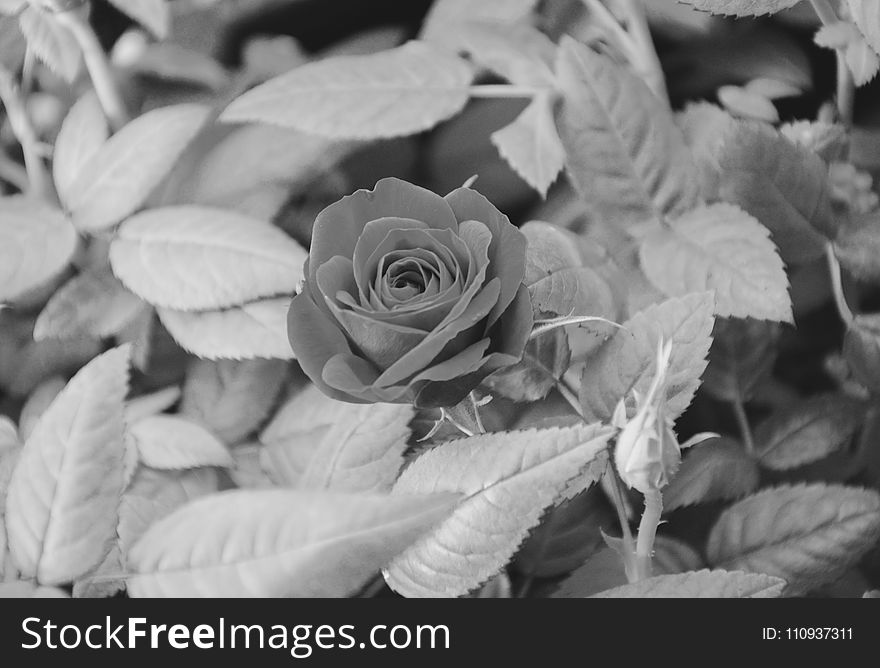 Black And White, Flower, Monochrome Photography, Rose Family