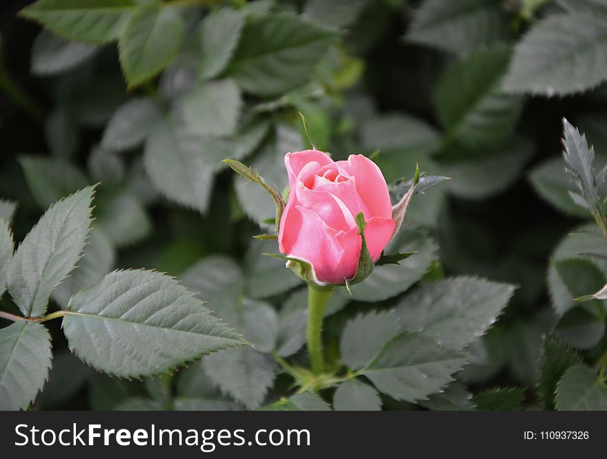 Rose Family, Rose, Flower, Plant