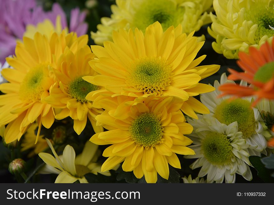 Flower, Yellow, Daisy Family, Chrysanths