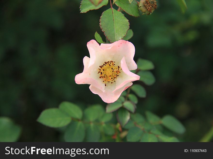 Flower, Rose Family, Rosa Canina, Rose