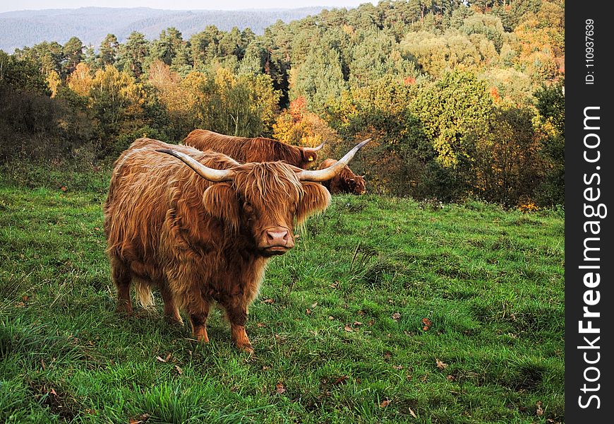 Highland, Cattle Like Mammal, Horn, Pasture