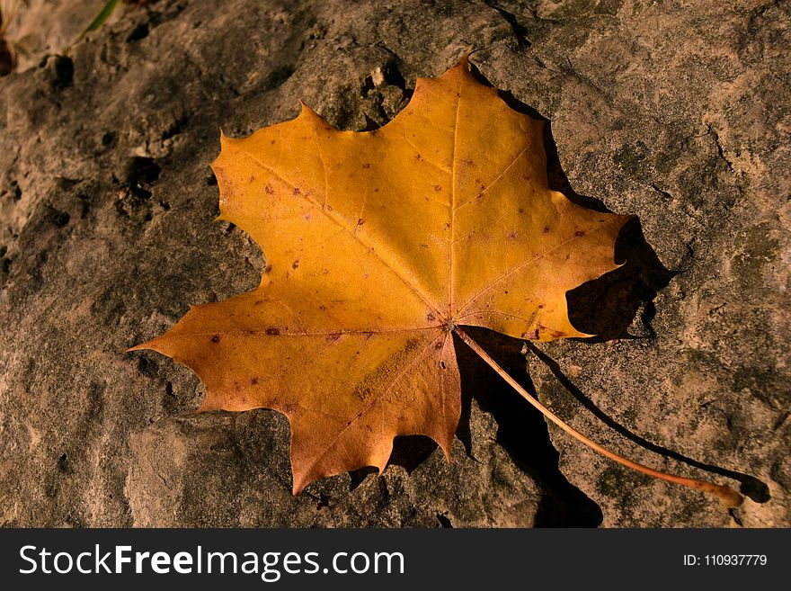 Leaf, Maple Leaf, Autumn, Deciduous