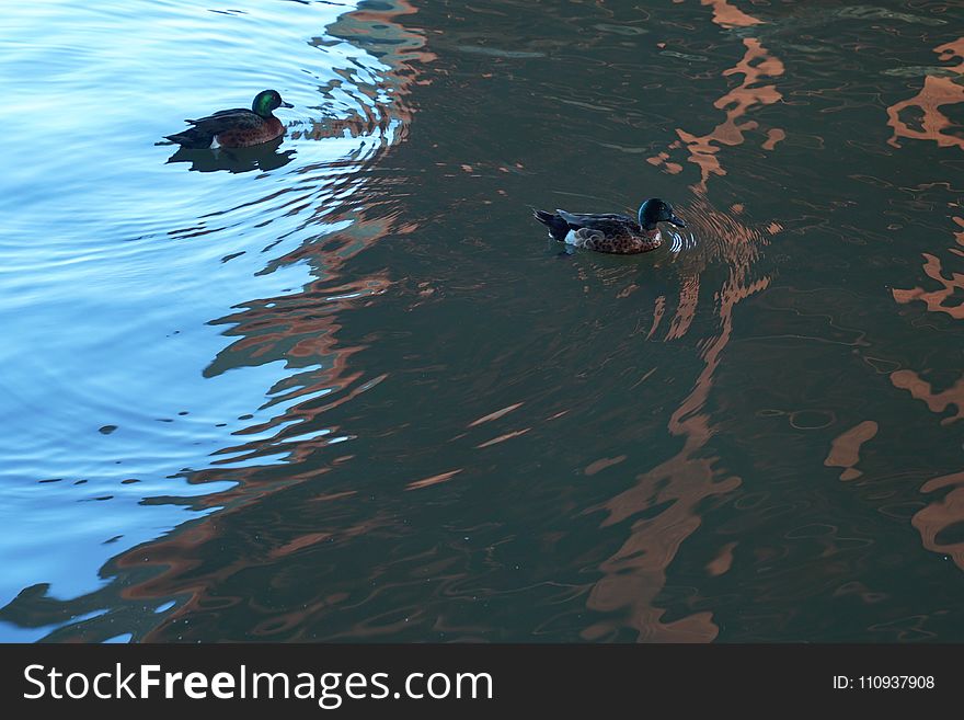 Water, Duck, Fauna, Water Bird