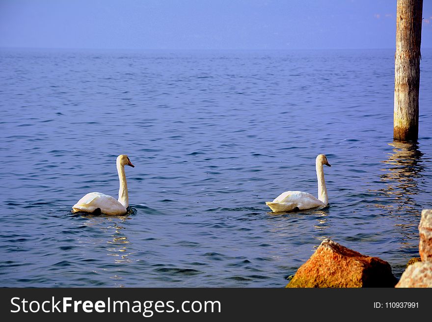 Swan, Water Bird, Bird, Water