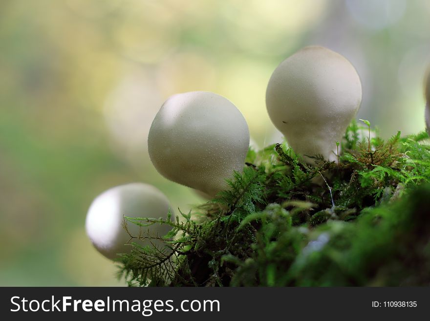 Mushroom, Fungus, Close Up, Edible Mushroom