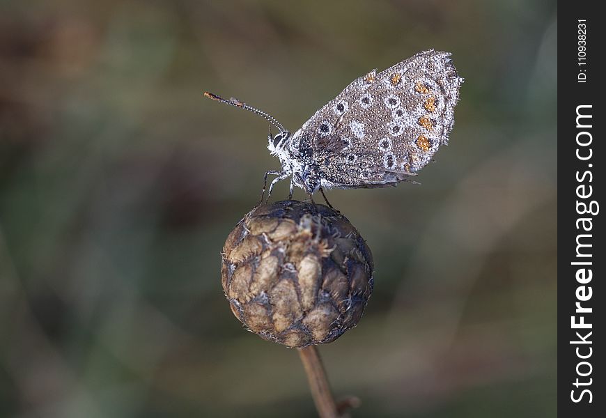 Insect, Macro Photography, Organism, Pollinator