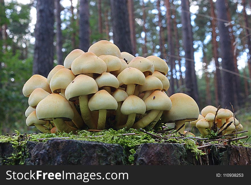 Fungus, Mushroom, Edible Mushroom, Oyster Mushroom