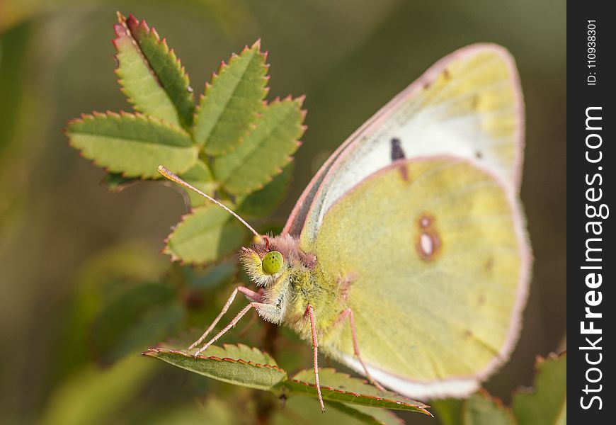 Insect, Butterfly, Moths And Butterflies, Lycaenid