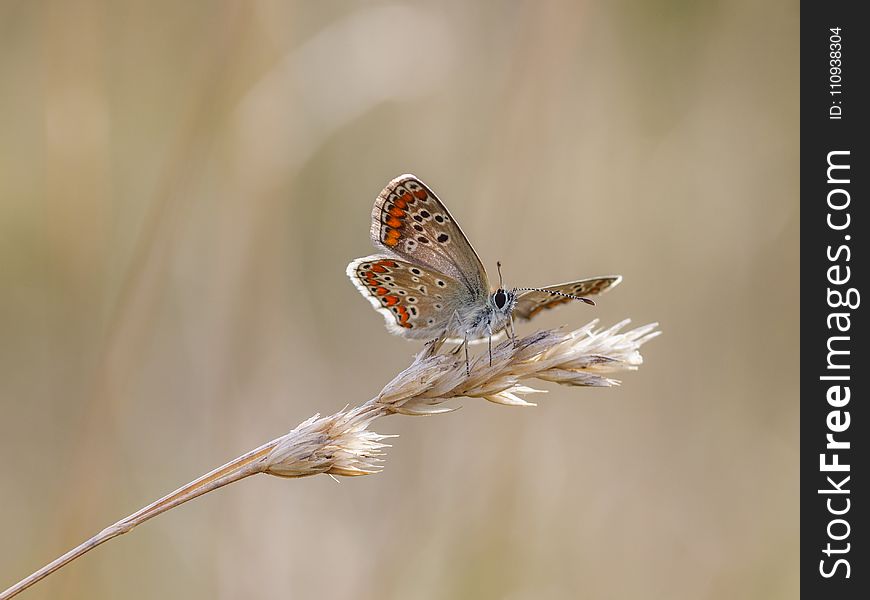 Insect, Moths And Butterflies, Butterfly, Invertebrate