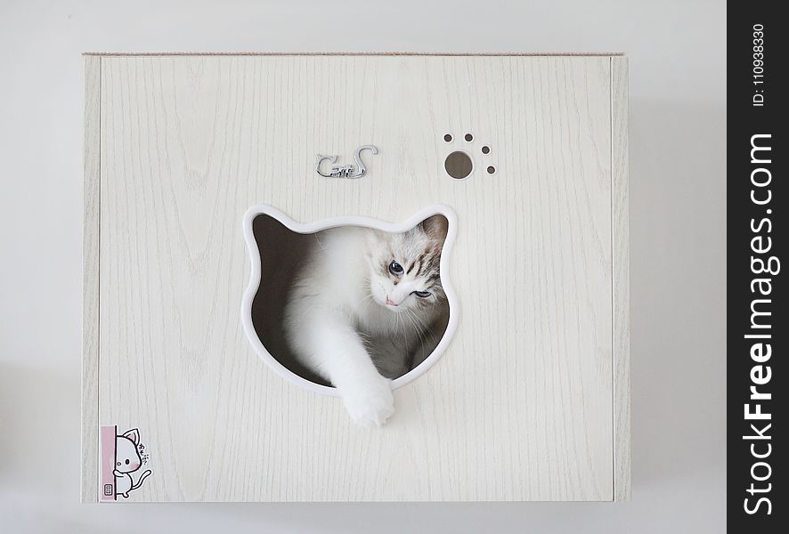 Cat, Small To Medium Sized Cats, Cat Like Mammal, Picture Frame