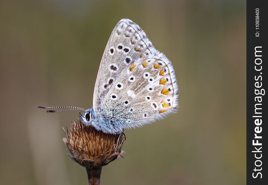 Butterfly, Lycaenid, Moths And Butterflies, Insect