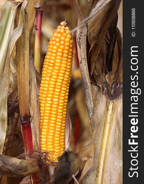 Sweet Corn, Corn On The Cob, Maize, Commodity