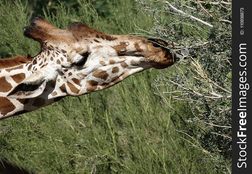 Giraffe, Terrestrial Animal, Wildlife, Giraffidae