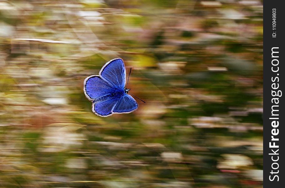 Butterfly, Blue, Moths And Butterflies, Lycaenid