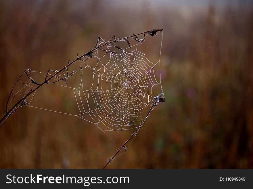Spider Web, Spider, Arachnid, Morning