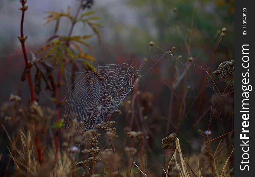 Spider Web, Ecosystem, Wildlife, Vegetation