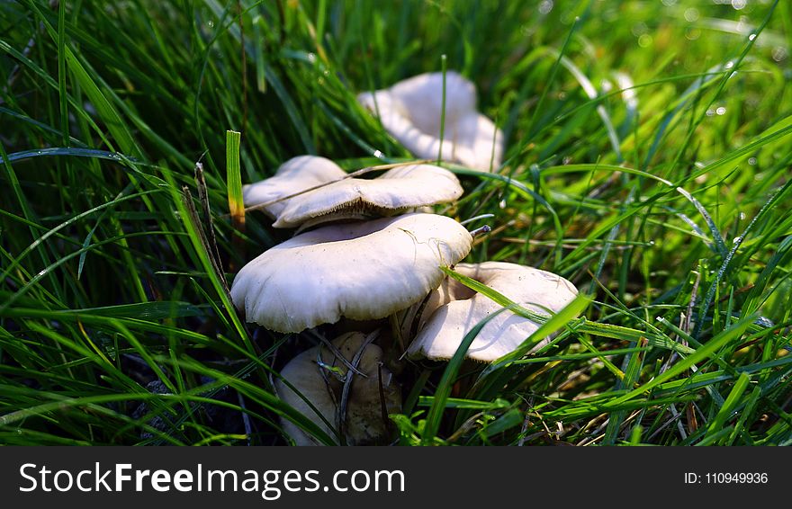 Mushroom, Grass, Oyster Mushroom, Fungus