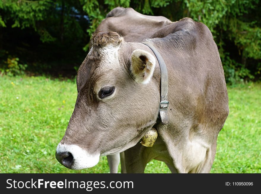 Cattle Like Mammal, Fauna, Dairy Cow, Pasture