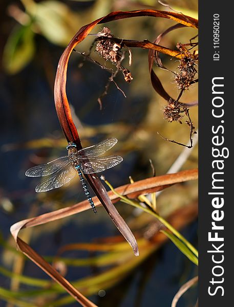 Dragonfly, Insect, Close Up, Branch