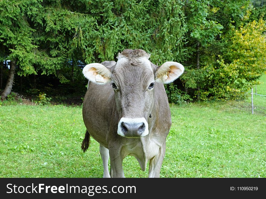 Cattle Like Mammal, Fauna, Pasture, Grass