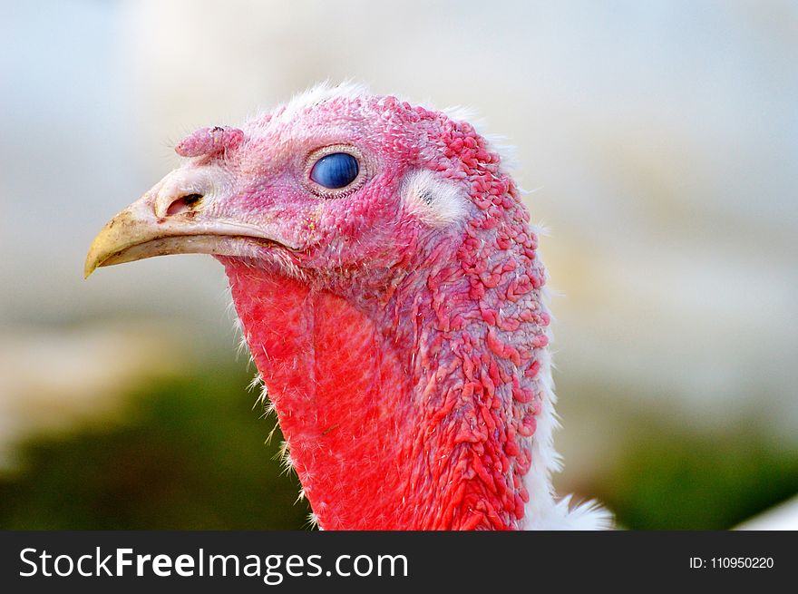 Beak, Galliformes, Bird, Domesticated Turkey