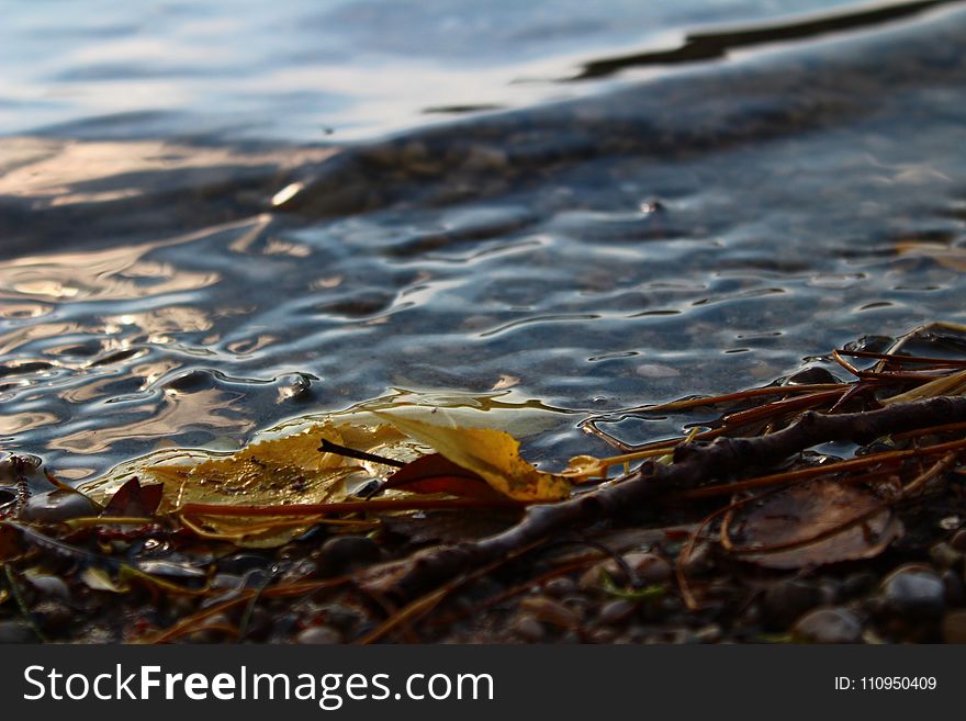 Water, Shore, Sea, Wave