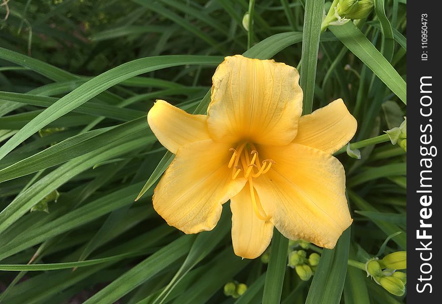 Yellow, Daylily, Flora, Flower
