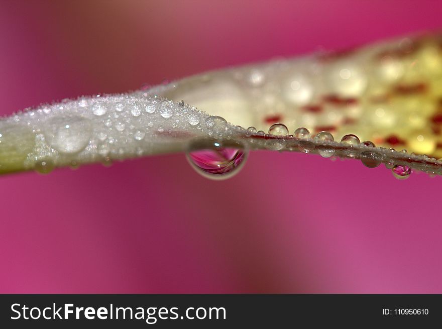 Water, Pink, Dew, Macro Photography
