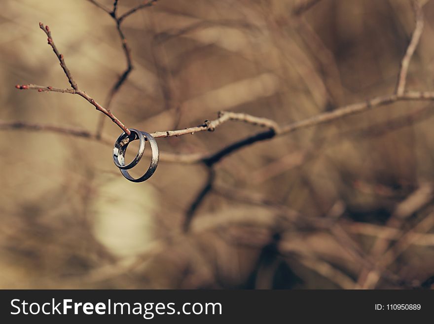 Close Up, Branch, Macro Photography, Twig