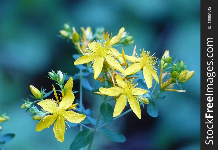 Flower, Plant, Hypericum, Leaf