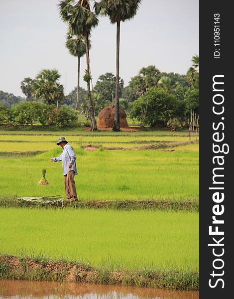 Paddy Field, Field, Agriculture, Grass