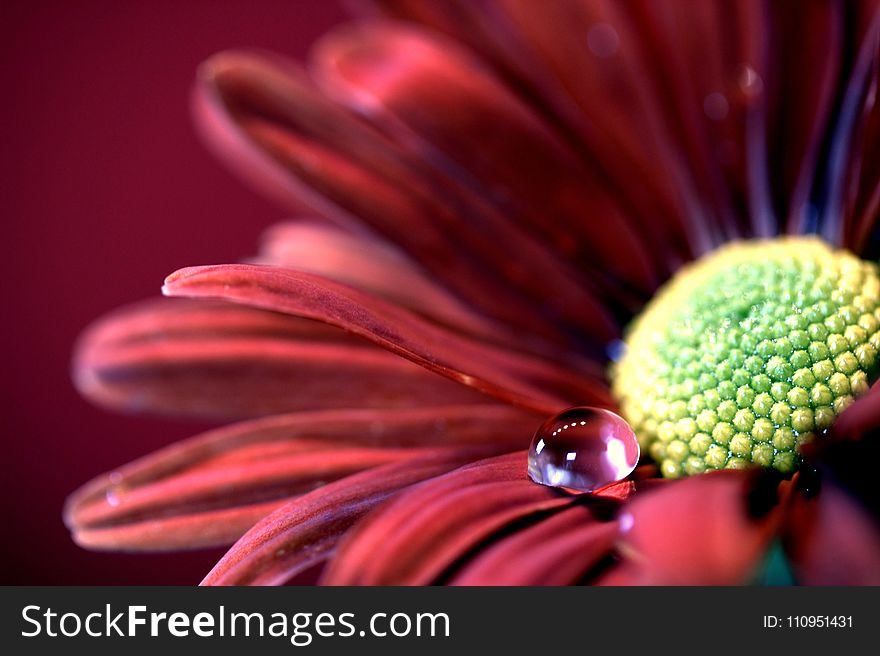 Flower, Close Up, Macro Photography, Pollen