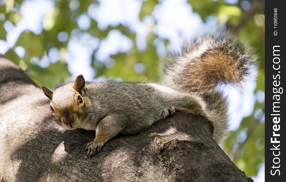 Squirrel, Fauna, Mammal, Wildlife