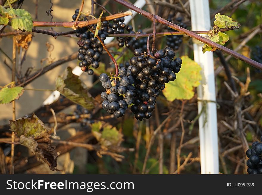 Grape, Grapevine Family, Fruit, Plant