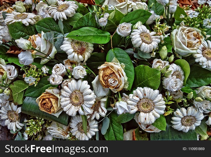 Flower, Plant, Flower Bouquet, Floristry